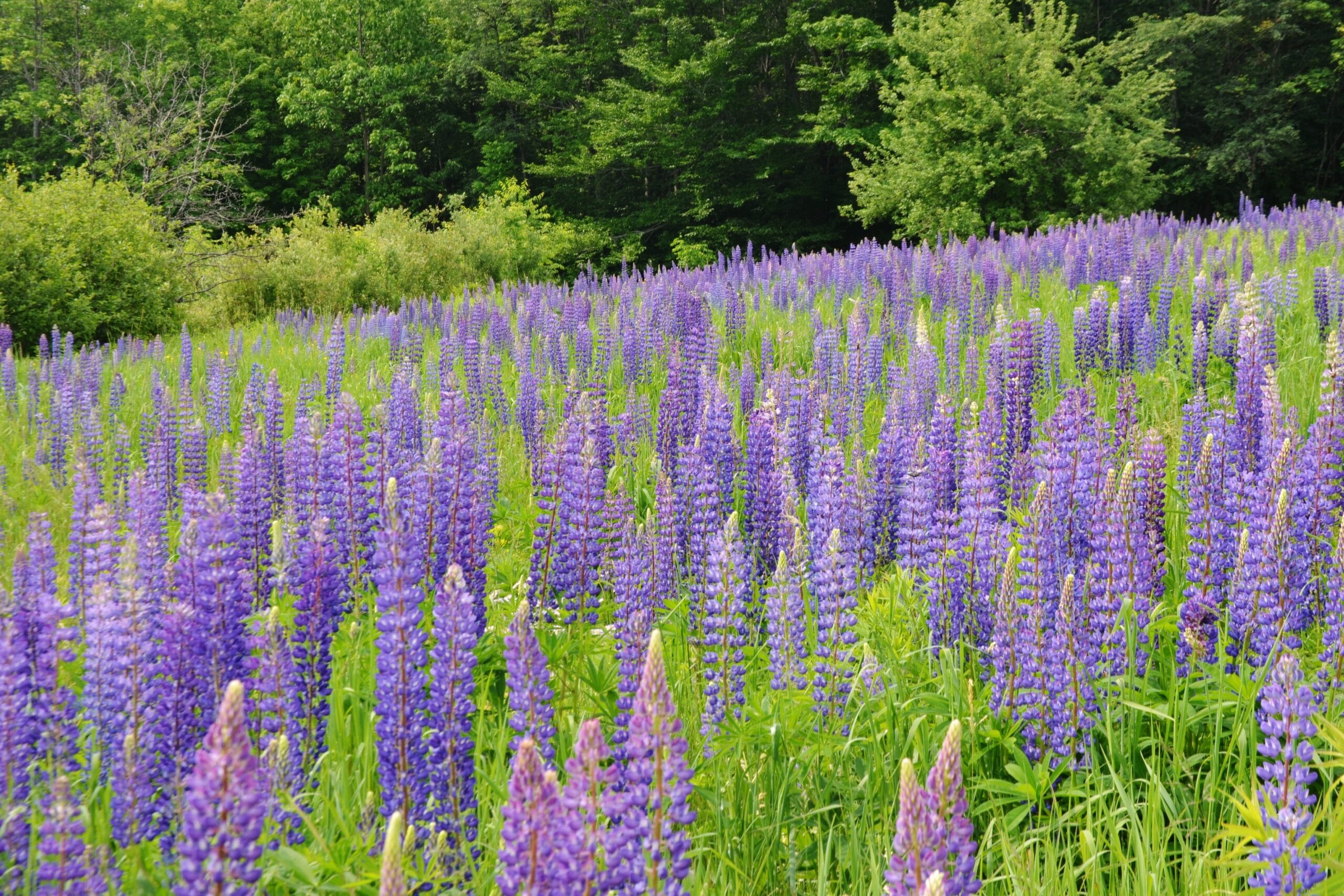 Field of Lupines Festival June 2018 in Franconia New Hampshire